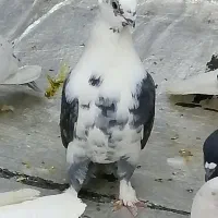 کبوتر دوتا نر زیبا