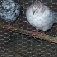 کبوتر پرشی|پرنده|سنگر, |دیوار