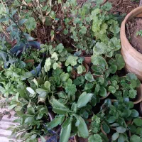 فروش ویژه گل وگیاه|گل و گیاه طبیعی|شیراز, شهرک پرواز|دیوار