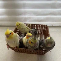 ۷ تا جوجه عروس سرلاکی و نرم خور|پرنده|کرج, کوی کارمندان جنوبی|دیوار