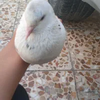 کبوتر شیخ فرفره