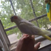 عروس هلندی ماده|پرنده|رشت, کوی مهر|دیوار