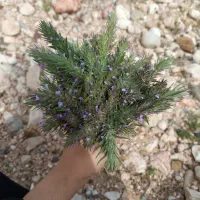 پونه کوهی یا کاکوتی