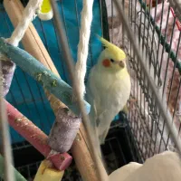 عروس هلندی لوتینو