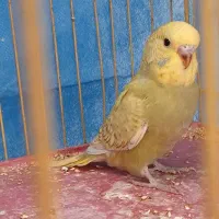 مرغ عشق انگلیسی گرید بالا