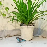 گل گلدان آشارداشار