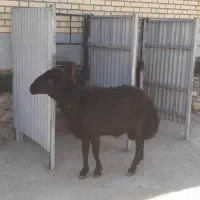 گوسفند نر