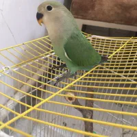 طوطی برزیلی