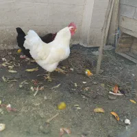 خروس محلی سفید اصل