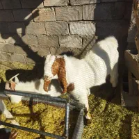 نری پاکستانی اصل|حیوانات مزرعه|کرمان, |دیوار