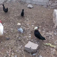 مرغ وخروس لهستانی اصل|حیوانات مزرعه|نیشابور, شهرک بهداری|دیوار