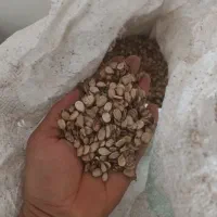 تخمه هندوانه