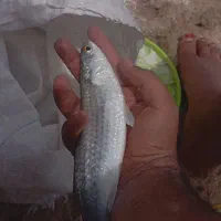 ماهی مید یا سمه