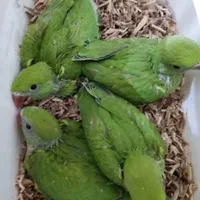 طوطی ملنگو و عروس هلندی|پرنده|بیرجند, |دیوار