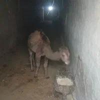 شترحاشی بلبون هرچی بخوای موجوده