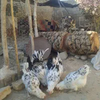 بوقلمون فیروزآباد