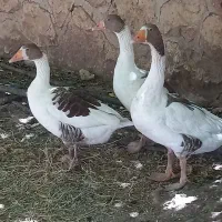 سه عدد غاز دو ماده یک نر