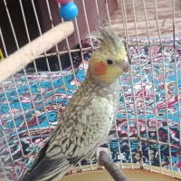 عروس هلندی نر و ماده|پرنده|رشت, آزادگان|دیوار
