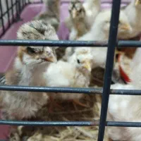 جوجه محلی پاپر کاکلی