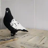 کبوتر|پرنده|مرودشت, شهرک مهدیه|دیوار