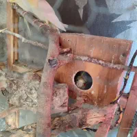 عروس هلندی|پرنده|نگین شهر, |دیوار