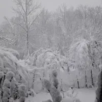 فروش زمین ۶۰ هزار متری در مرکز شهر رشت