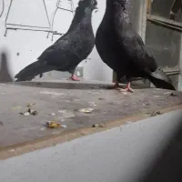 زاغ|پرنده|ایذه, |دیوار