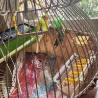 2 تا مرغ عشق / بدون قفس