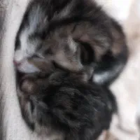 گربه خونگی