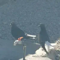 کبوتر سیاه دم سفید