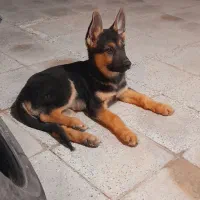 توله جرمن شپر ۳ ماهه