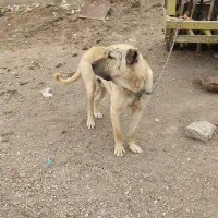 3 سالگی سرابی