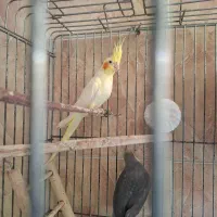 طوطی عروس|پرنده|قائم‌شهر, |دیوار