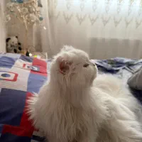 گریه پرشین ۱۳ ماهه