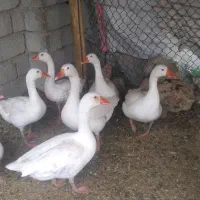 غاز خانگی جوان|حیوانات مزرعه|بهبهان, |دیوار