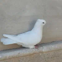 کبوتر آرشینگل مخمل سرور تهرانی نوک قنار جکسون|پرنده|تفت, |دیوار