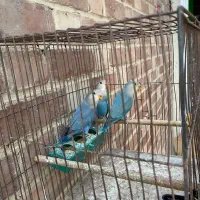 طوطی کوتوله