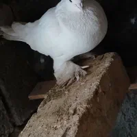 یک جفت کبوتر نقش سفید