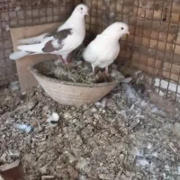 یک جفت کبوتر