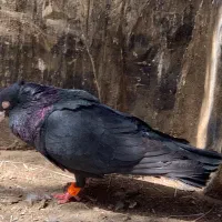 زاغ کلاهی|پرنده|بم, |دیوار