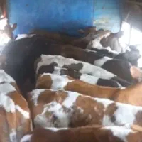 گوساله هلشتاین وسیمنتال