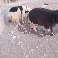 ۸راس ساورین فروش