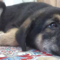 واگذاری رایگان ژرمن ورکلاین|سگ|تهران, بریانک|دیوار