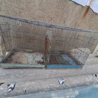 تعدادی قفس