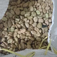 باقالی گندم ذرت