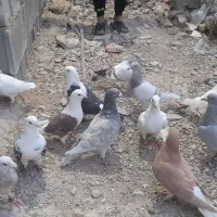 کفتر|پرنده|برازجان, |دیوار