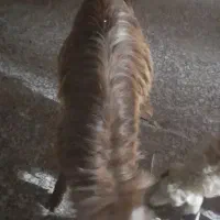 سلام یک عدد تروشک چاق چله بفروش میرسد