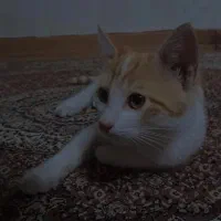 تو این هوای سرد پناه بی پناهان باشیم