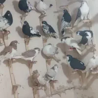 مژدگانی کفتر کبوتر|حیوانات|شیروان (خراسان), |دیوار