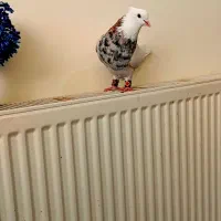 سه عدد طوقی کاکولی